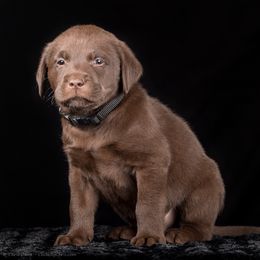 Labrador Retriever Puppies from Southtown Retrievers