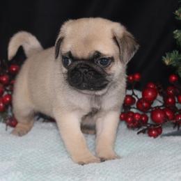 Ripper - Fawn male Pug puppy in Tuscola, Illinois from Dream on puppies