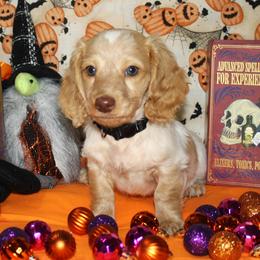 Krueger - Piebald male Dachshund puppy in Corbin, Kentucky from White River Valley Kennel