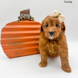 Nerds - Red  female Goldendoodle puppy in Sunman, Indiana from Brunsman Country Doodles LLC
