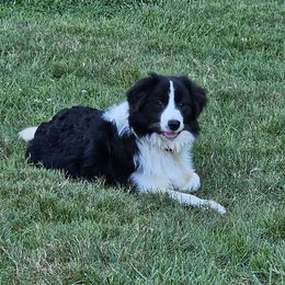 Duncan - Border Collie