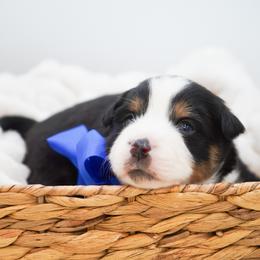Mocha - Black tri male Miniature American Shepherd puppy in Elmwood Park, Illinois from HuskiesAndGoldensWithFinesse
