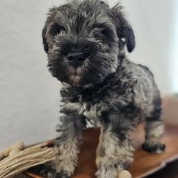 Boy 4 - male Miniature Schnauzer puppy in Las Vegas, Nevada from Knock & Bark