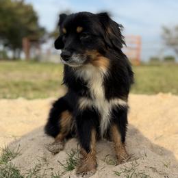 Max - Toy Australian Shepherd