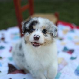 Ziva - Blue merle female Australian Shepherd puppy in Bagley, Iowa from Diamond M Aussies