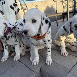 KONA - White and black female Dalmatian puppy in Albuquerque, New Mexico from Renov Dalmatian Plantation