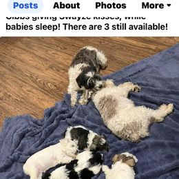 Miniature Schnauzer Puppies from DBee's Darlings