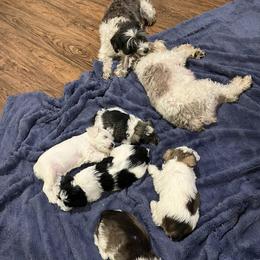 Miniature Schnauzer Puppies from DBee's Darlings