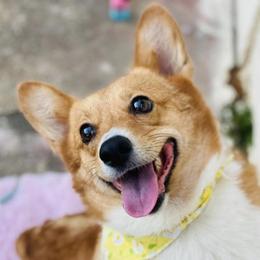 Pembroke Welsh Corgis from Riley’s Corgis