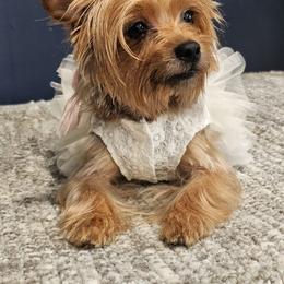 Susie - Yorkshire Terrier
