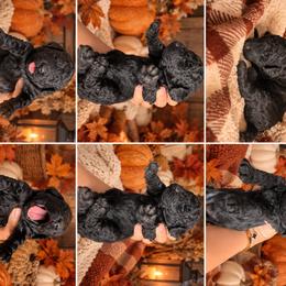 Poodle puppies from Poodles & Pomeranians of Manila