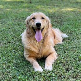 Stevie - Golden Retriever