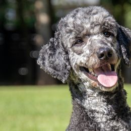 Aussiedoodles and Poodles from The Klepper Homestead