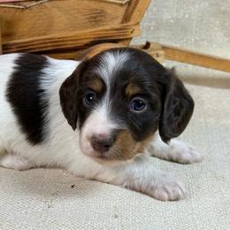 Choc Pie Girl 2150 - Piebald female Dachshund puppy in Nashville, Arkansas from Whisenhunt Farms