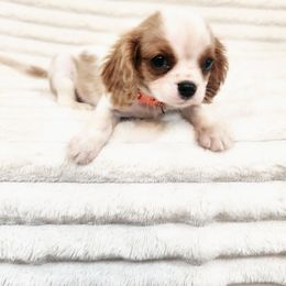 Boba - Blenheim male Cavalier King Charles Spaniel puppy in Wilburton, Oklahoma from My Kids Kennel