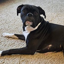 Boxers from J & M Boxers