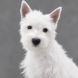 West Highland White Terriers from Olympian Westie’s!