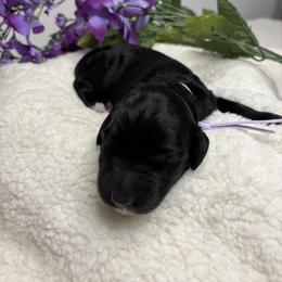 Bernedoodle, Goldendoodle, and Poodle Puppies from Poodle and Doodle Haven
