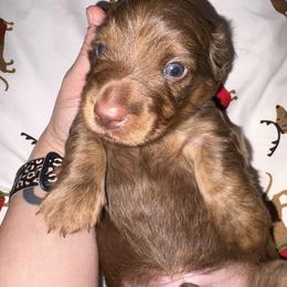 Dachshund Puppies from Sassy Kat’s Dachshunds