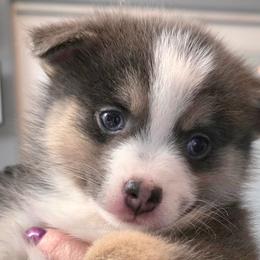Stella - Blue female Pomsky puppy in Spokane, Washington from CJ White's Poms and Pomskies