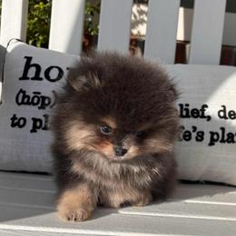 Blue and tan king - Blue and tan male Pomeranian puppy in Fayetteville, North Carolina from Tar-heel Poms