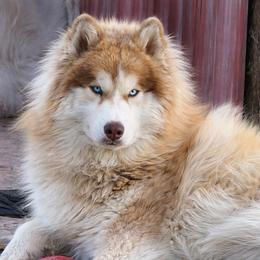 Zaffiro - Siberian Husky