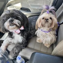 Shih Tzu Puppies from LaDawn’s Little Lions