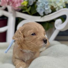 Charm - Apricot female Cavapoo puppy in Arlington, Texas from Van Haselen Poodles and Doodles