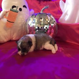 AKC-CKC TRIXIE - Blue merle and tan tri female Pomeranian puppy in Taylor, Texas from Regal Poms