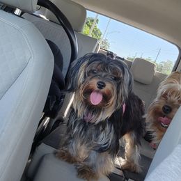 Lola - Yorkshire Terrier