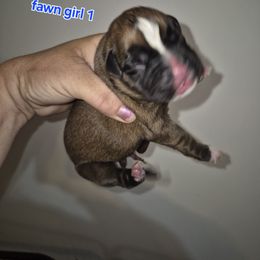 Cassie - Fawn female Boxer puppy in Pine River, Wisconsin from Jenks Boxers