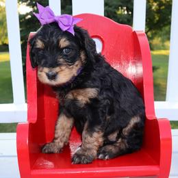 Bernedoodle and Goldendoodle Puppies from Angie's Goldendoodles/Angies doodles LLC
