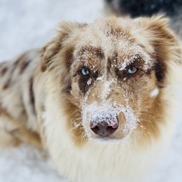 Cooper - Australian Shepherd