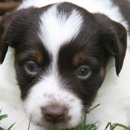 Girl 3 - Red tri female Miniature Australian Shepherd puppy in Fairview, South Dakota from Dakota Toy Aussies