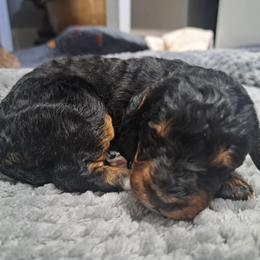 Ali - Phantom female Bernedoodle puppy in Lafayette, Alabama from Williams Lake Doodles