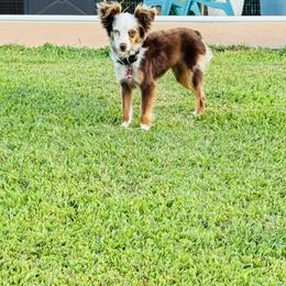 Razzle - Toy Australian Shepherd