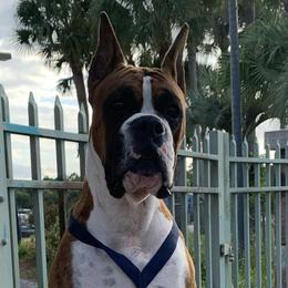 Boxers from La Mer Boxers
