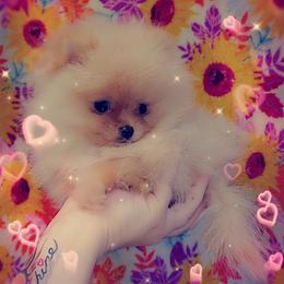 French Bulldog and Pomeranian Puppies from Purrs N Poms