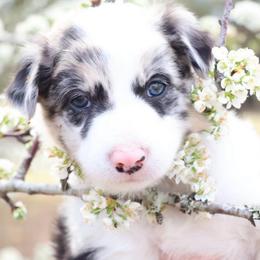 Mendelssohn (ABCA registered) - White and blue merle female Border Collie puppy in Bronson, Florida from Sandhill Ranch Border Collies