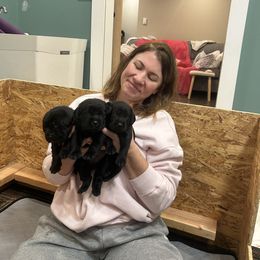 Black female - Black female Labrador Retriever puppy in Waterford, Connecticut from Butlertown Labs