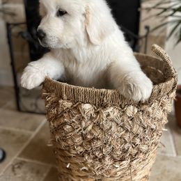 Girl 1 - White female Great Pyrenees puppy in El Dorado Hills, California from Royal Oaks Pyrenees