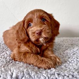 Lady Bird - Red female Australian Labradoodle puppy in Wesley Chapel, Florida from GWagz