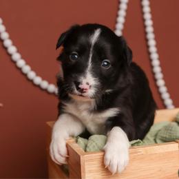 Haleakala - Black and white female Border Collie puppy in Tillamook, Oregon from Oregon Bordoodles