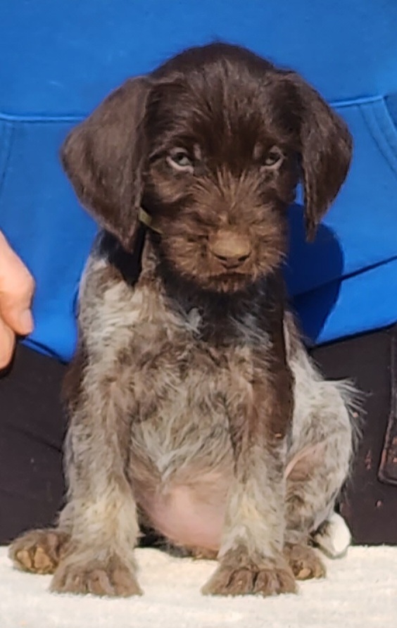 Tauriel - Liver and white German Wirehaired Pointer puppy in Wellston, Ohio from Blue Line GWPs