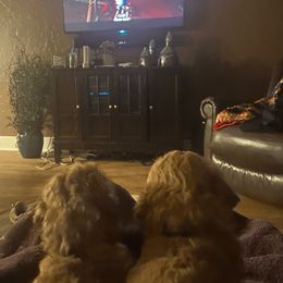 Poodle Puppies from J and S Farms