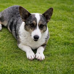 Nala - Blue merle and white female Cardigan Welsh Corgi puppy in Kerens, West Virginia from Leather & Lace