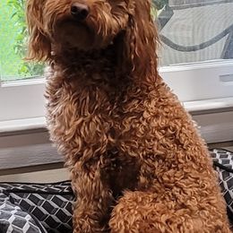 Assorted Doodle Crosses, Cavalier King Charles Spaniels, and Goldendoodles from Wookie Doodles