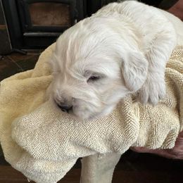 Golden Retriever and Newfoundland Puppies from Horner Newfoundlands and Golden Retrievers