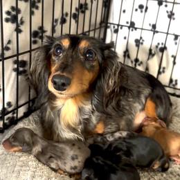 Pepper - Dachshund