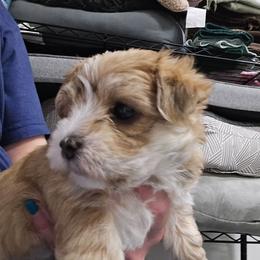 Penny - White and tan female Morkie puppy in Thompson, Iowa from Weiss's Puppies